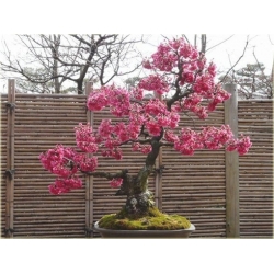 Nasiona Wiśnia japońska szt.3 Nxx79